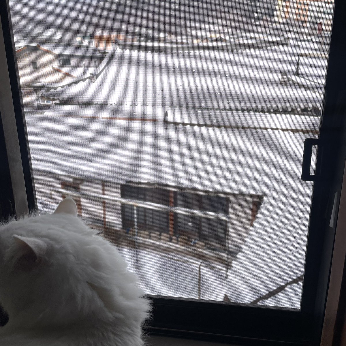 _ma_nyang_'s tweet photo. 밤사이에 내린 눈 https://t.co/bQPIDnwOpj
