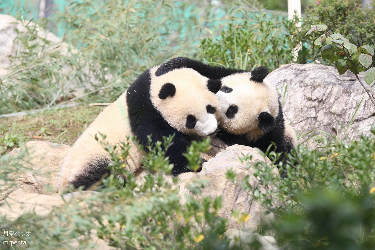 シャオシャオ レイレイ 2022.10.19 #上野動物園
