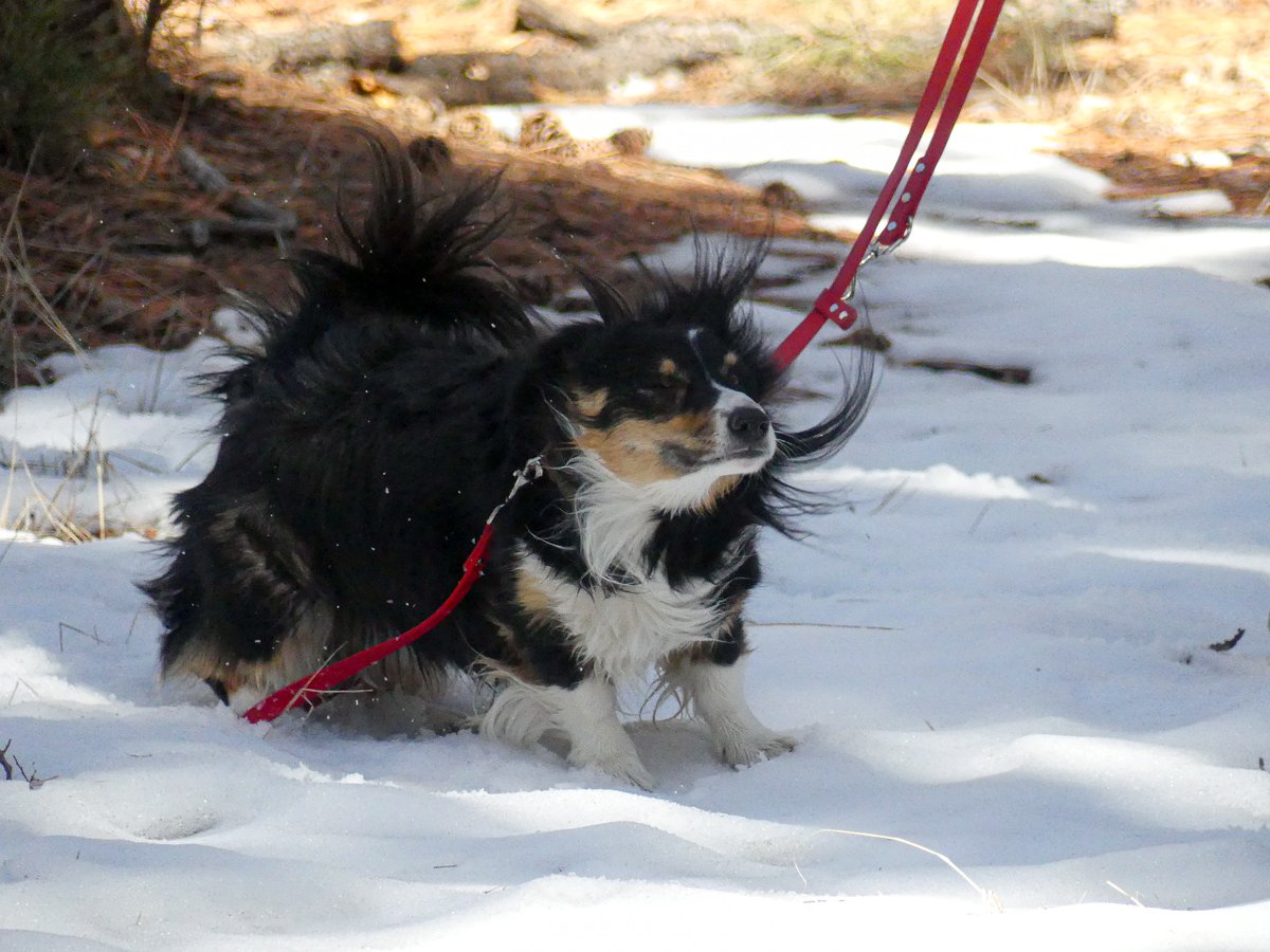 pwmoses11's tweet image. First time my corgis see snow (and love it) ✅
Grand Canyon views✅
Pleasant, not-too-cold weather ✅
Family time ✅
God is good ✅

@GrandCanyonNPS #GrandCanyon #Flagstaff #Corgi
