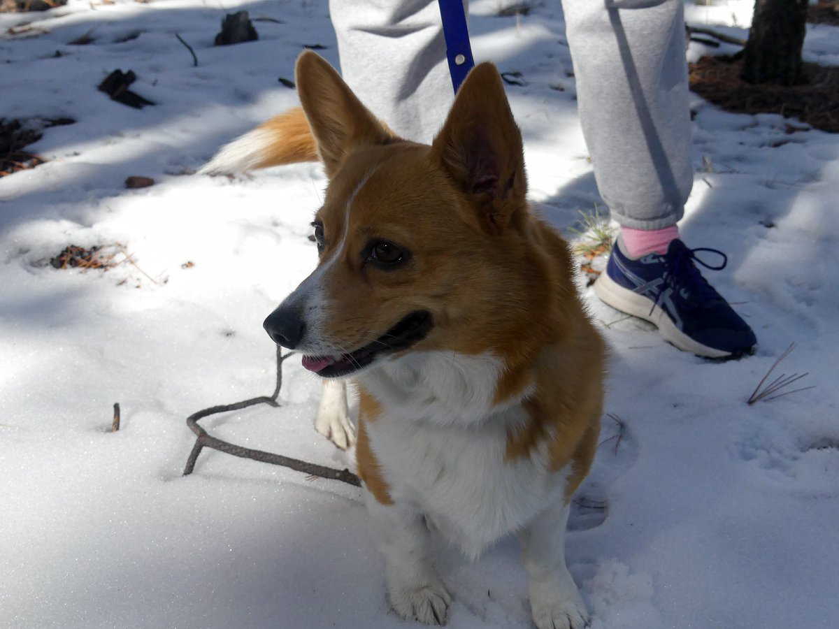 pwmoses11's tweet image. First time my corgis see snow (and love it) ✅
Grand Canyon views✅
Pleasant, not-too-cold weather ✅
Family time ✅
God is good ✅

@GrandCanyonNPS #GrandCanyon #Flagstaff #Corgi