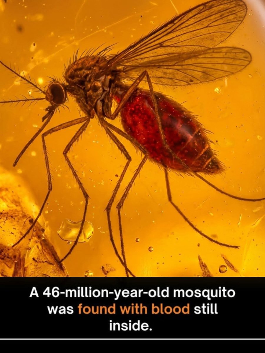 Shaharudinali's tweet image. #Mosquito #Jurassic #Science