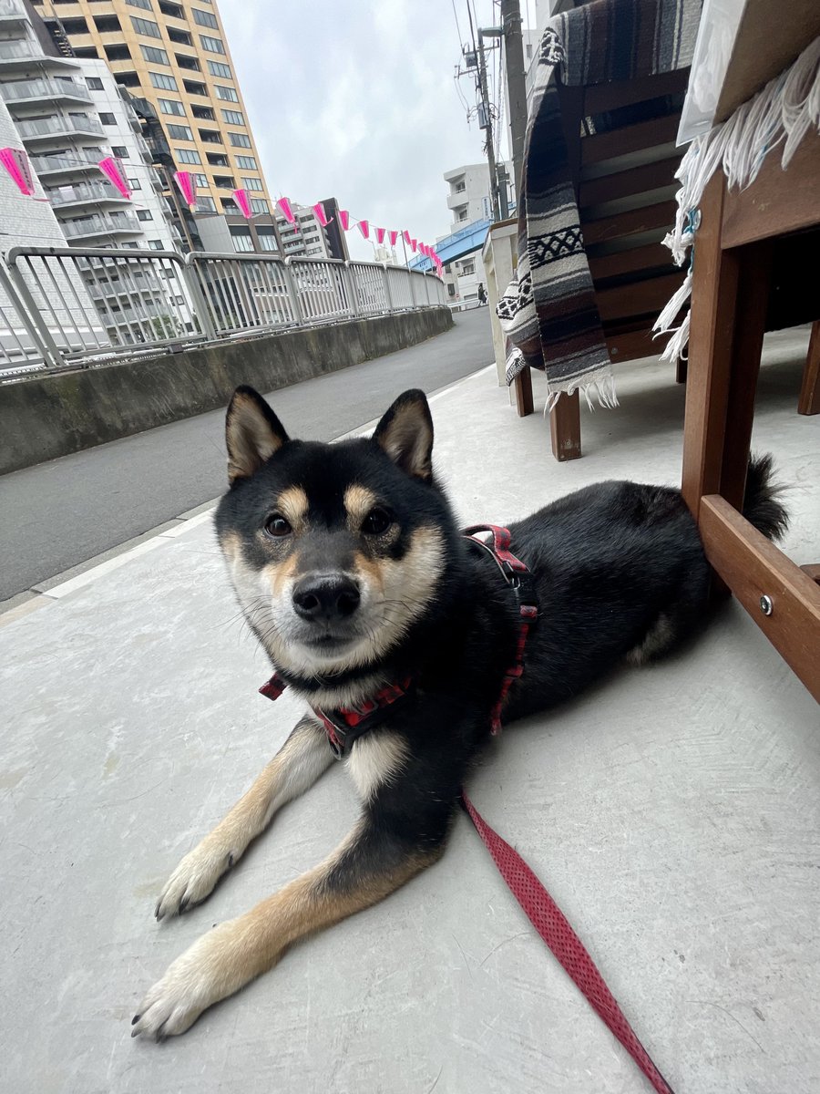 PilotCid's tweet photo. tiny and majestic 🐶 https://t.co/ISKTleqJNu