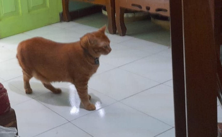 Gaa ada bgt yg nyambut kepulangan w??