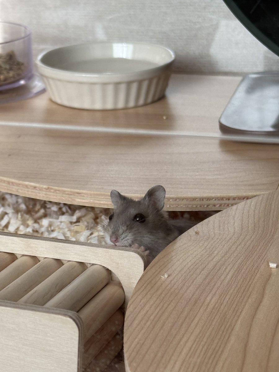 잎하(세모쥐) tweet media