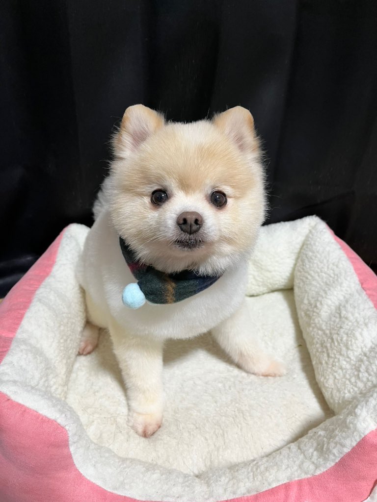 ぽんすけ大先生 (@yuyuyuyumee) / Posts / X