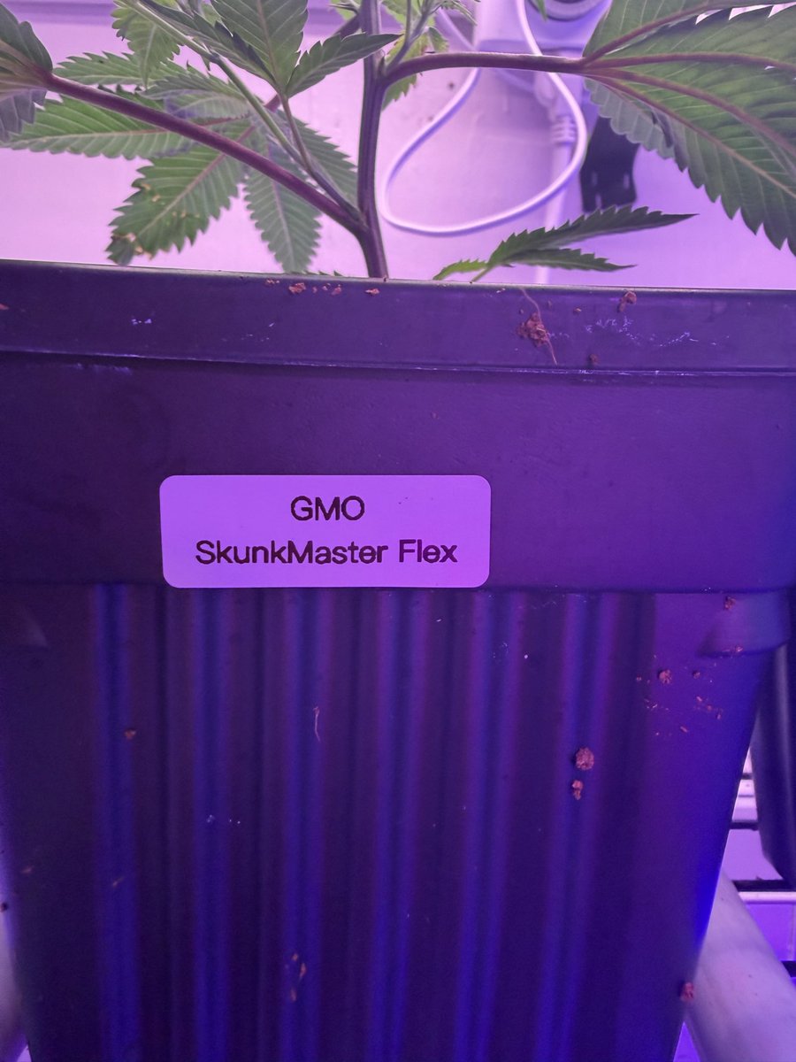 gabysiclones's tweet image. #gmo #skunkmasterflex in quarantine