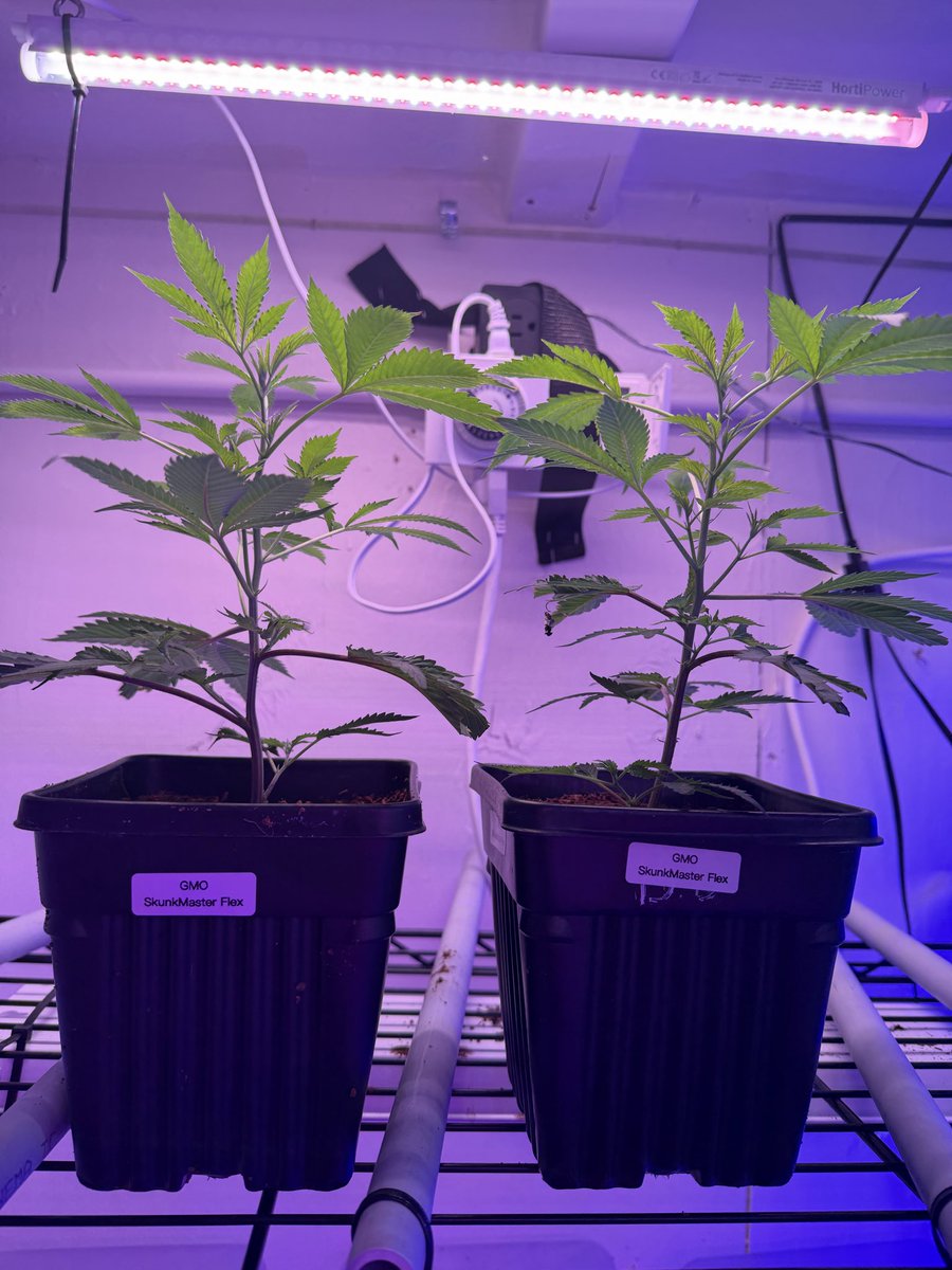 gabysiclones's tweet image. #gmo #skunkmasterflex in quarantine