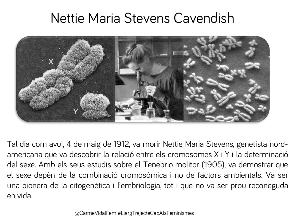CarmeVidalFem's tweet image. #taldiacomavui, 4 de maig de 1912, va morir Nettie Stevens, genetista que descobrí els cromosomes sexuals. Va revolucionar la citogenètica i l’embriologia #científiques #genètica #feminismes #capdonaenoblit 🇺🇸🧬