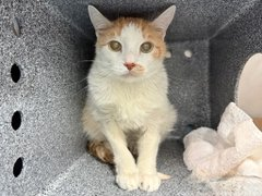 PeterAskin1's tweet photo. 3 cats with the same name
& oldie Sunny is not to blame!
He has diabetes & won't eat
& death at NYC ACC we will beat!
If you're for the special needs
time for one of your great deeds!
Adopt before death cruel & cold
& pledges wanted I've been told!
Tag @sachikoko with pledges!
BEYOND URGENT! 🙏
https://t.co/hDI3O7fmA1 #nycacc #boroughbred