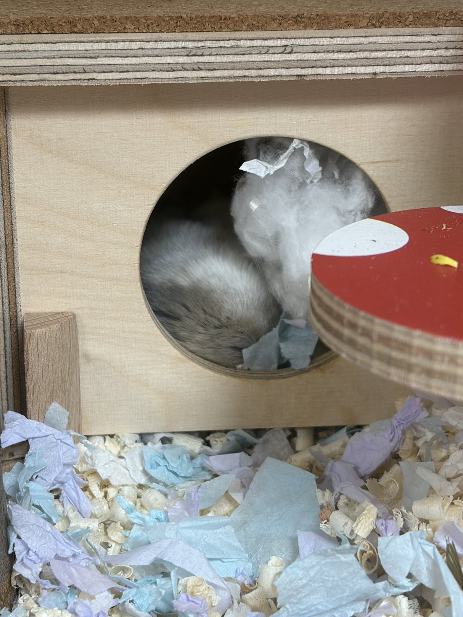 🥟두두🌱 tweet media