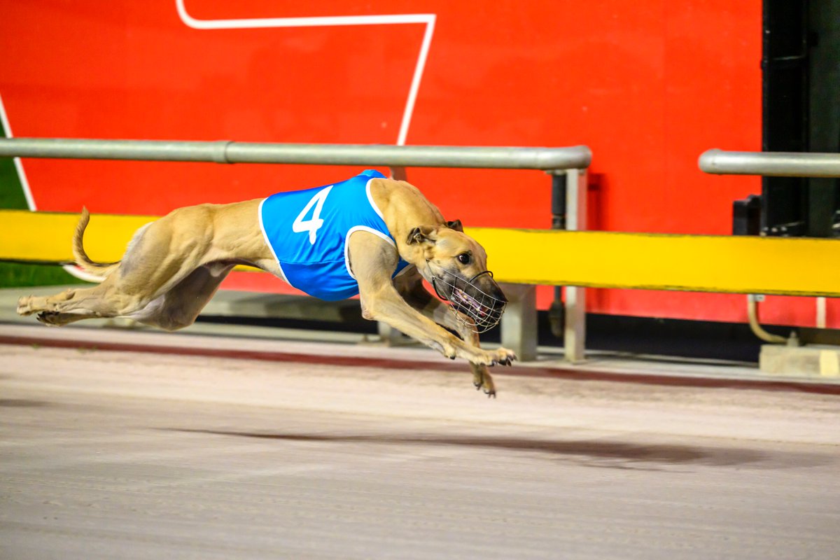 Queensland Greyhound Racing Club tweet media