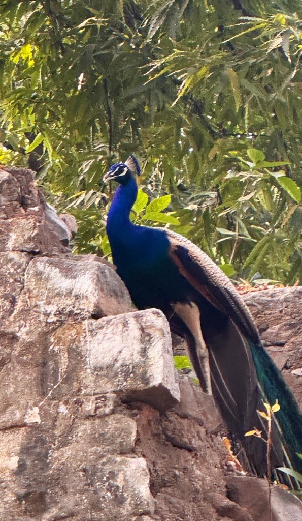 nisharai_ggc's tweet image. #Monday Let’s make you little more Blue and Green to beat the #Fog 
#Smog 
#Wintermorning 
#Birds to cheer Peacock 🦚 
#Workday 
#IndiAves #NatureWhispers 
#Birdwatching @ParveenKaswan