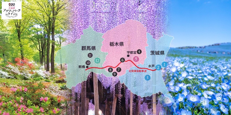 ／
#北関東フラワーパークライン 知ってますか？
＼

茨城・栃木・群馬のさまざまな花の名所を結ぶのが、
北関東花回廊“北関東フラワーパークライン”🌷✨
北関東で春のドライブはいかがですか🚗？

各県の花名所の魅力は県広報紙 #ひばり 2月号をチェック👉pref.ibaraki.jp/bugai/koho/ken…