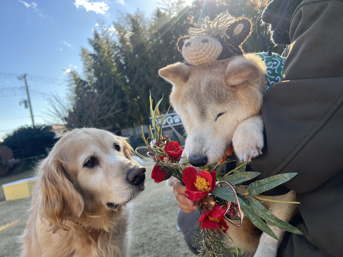 roukenhome9989's tweet photo. 【老犬ホーム】九十九里パーク！1月のイベントは🎍お正月〜馬とお餅を添えて〜今年も思い出沢山作ろうね😆
https://t.co/gNW1HULCks
#老犬介護　#高齢犬　#長期お預かり　#成犬　#ロウケンズ応援団　#犬好きさんと繋がりたい  #秘密結社老犬倶楽部　#千葉　#海　#夜鳴き　#芝生　#ドックラン　#寝ない https://t.co/cC4TU5ZZlW