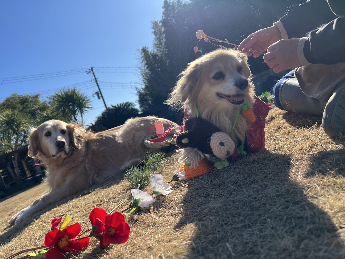 roukenhome9989's tweet photo. 【老犬ホーム】九十九里パーク！1月のイベントは🎍お正月〜馬とお餅を添えて〜今年も思い出沢山作ろうね😆
https://t.co/gNW1HULCks
#老犬介護　#高齢犬　#長期お預かり　#成犬　#ロウケンズ応援団　#犬好きさんと繋がりたい  #秘密結社老犬倶楽部　#千葉　#海　#夜鳴き　#芝生　#ドックラン　#寝ない https://t.co/cC4TU5ZZlW