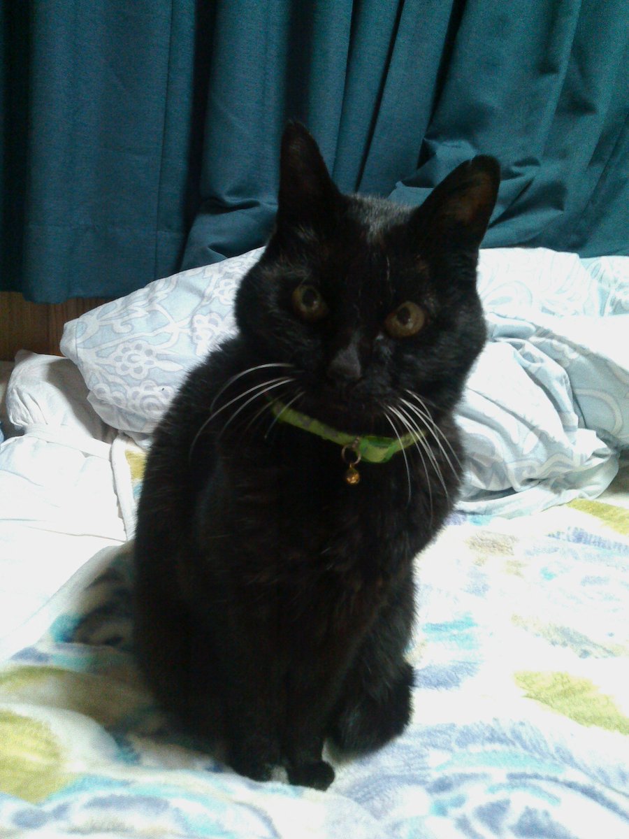 全世界のにゃんこに幸がありますように～(੭ु'・ω・`)੭ु⁾⁾🐱🐈‍⬛🐾⭐
#猫の日 