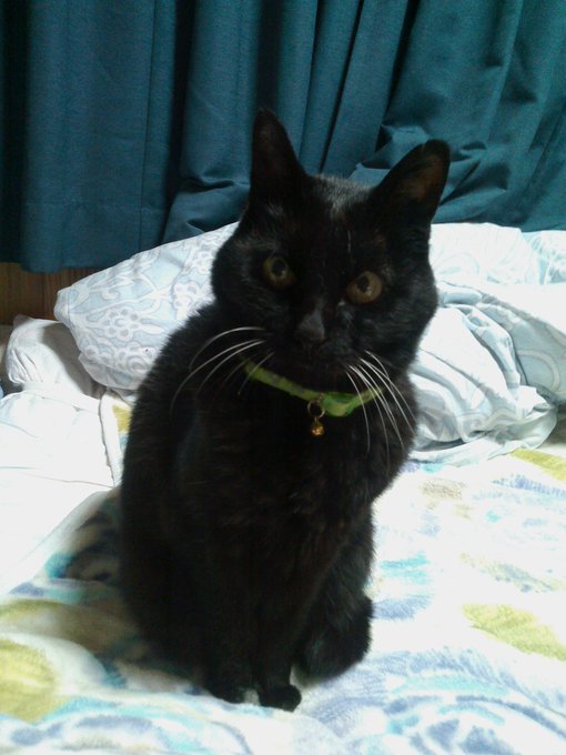 全世界のにゃんこに幸がありますように～(੭ु'・ω・`)੭ु⁾⁾ #猫の日