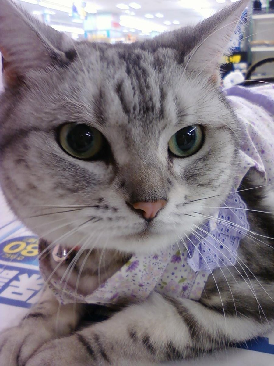 全世界のにゃんこに幸がありますように～(੭ु'・ω・`)੭ु⁾⁾🐱🐈‍⬛🐾⭐
#猫の日 