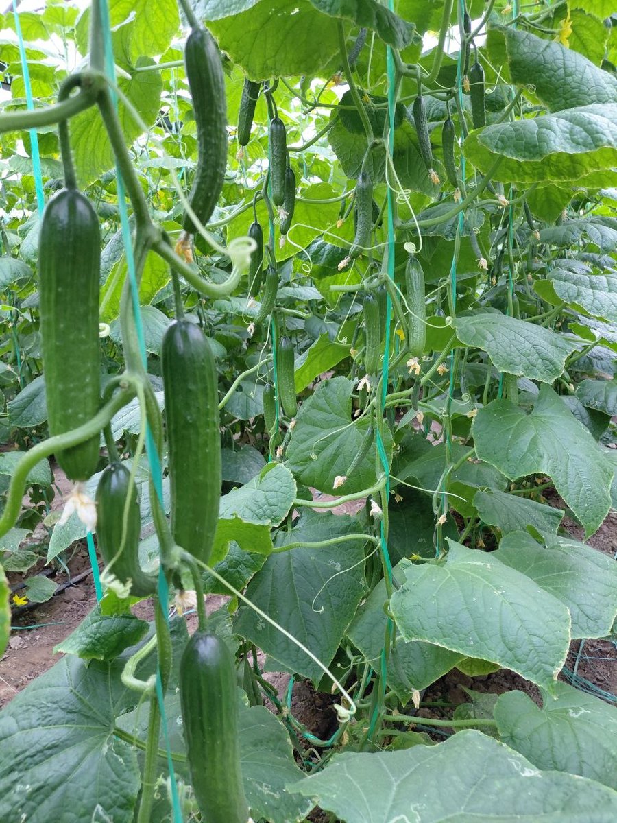 🌿🌱Dr_GreenSavior🍀🌱 tweet media