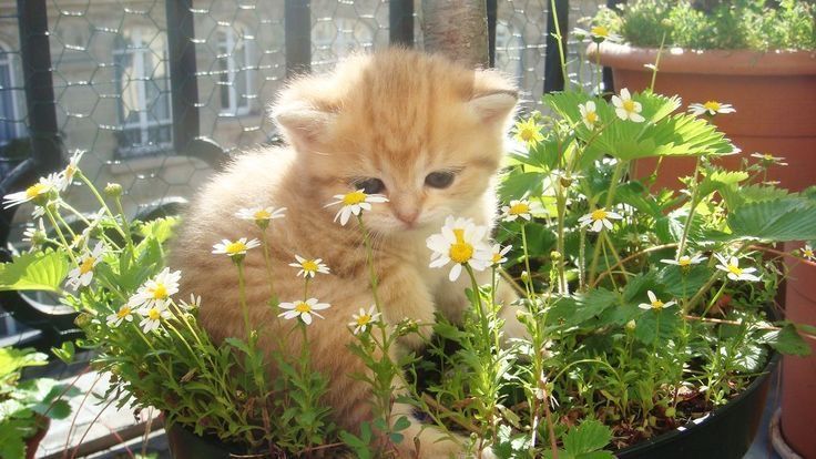 yunjunfg's tweet image. halo, masuk kah? #zonauang