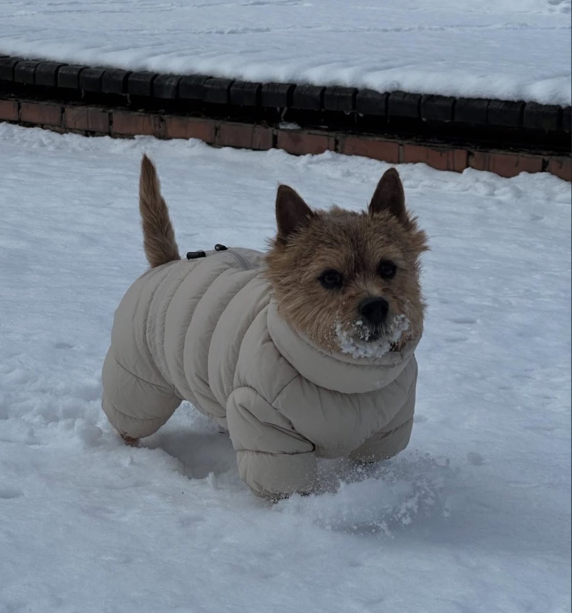 latte in the snow SHES SOOO CUTE SO SMOL 🥹🥹🥹