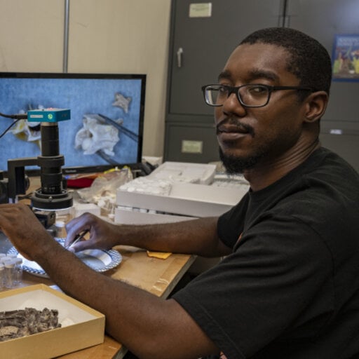 Jaizinosaurus the Turtle Lizard tweet media