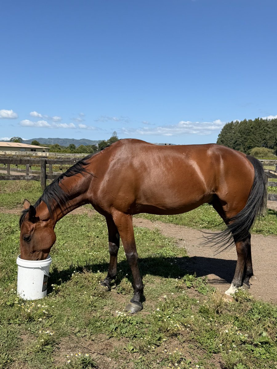 Alicia Harrison tweet media