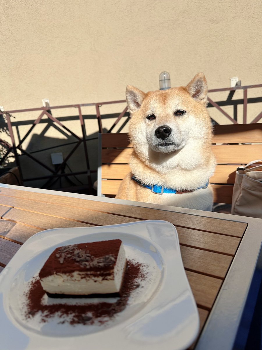 ボクも食べれるのかなぁ〜

 #柴犬