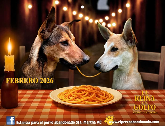 Bienvenido FEBRERO📷!!!¡Ven a la Estancia y adopta a CHEMA y NUTELLA, las estrellas más WOOOOW de nuestro calendario!
Pide informes por whats al 4441718539
#ysinopuedesADOPTARpuedesDONAR$
elperroabandonado.com
¡¡¡HOY ES EL MEJOR DÍA PARA ADOPTAR Y PARA AYUDAR!!!
Gracias.