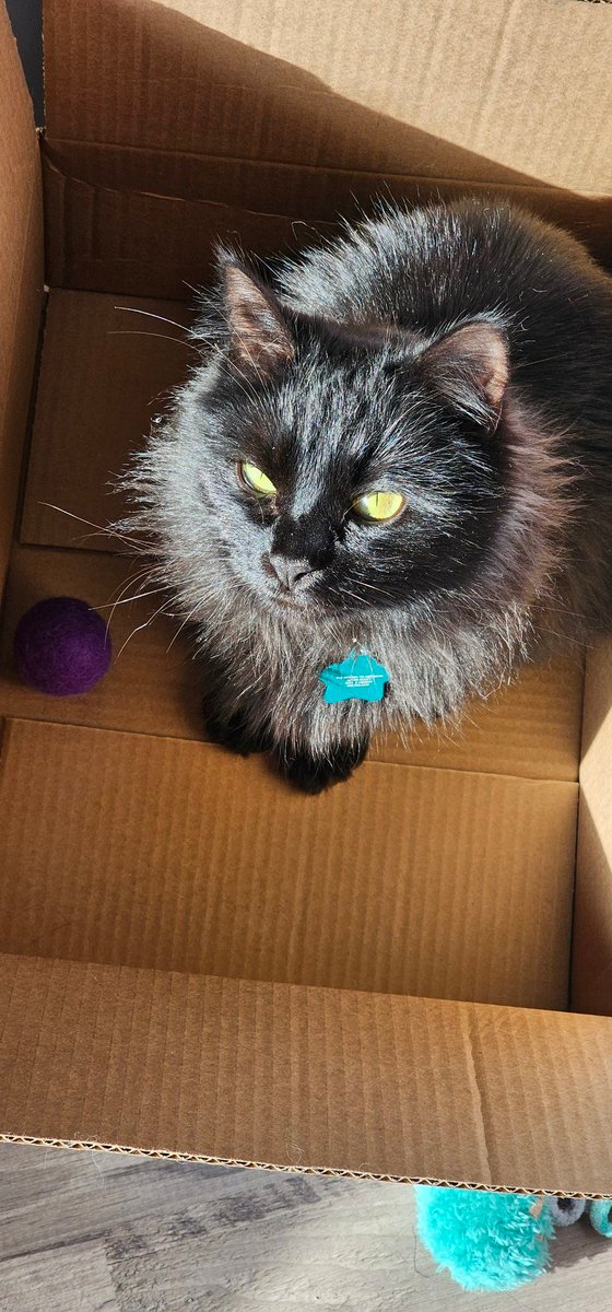 𝓙𝓮𝓼𝓼 ♡ ( 𝖘𝖕𝖊𝖈𝖙𝖗𝖊 ) tweet media