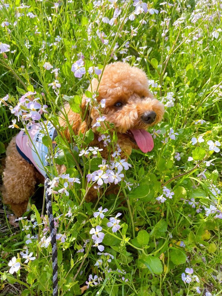 PawfectVibes's tweet photo. Blooming where the treats are 🌸🐾 https://t.co/asfVj3EHga