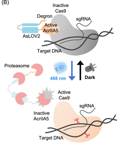 journal_mlife's tweet photo. New in #mLife!
Scientists engineered CASANOVA‑A5, a blue‑light controllable anti‑CRISPR tool based on AcrIIA5, to switch CRISPR‑Cas9 editing on/off in a light‑dependent manner — and it works across multiple Cas9 orthologs! @WileyLifeSci
🔗 https://t.co/sV8YJXC9iq https://t.co/6GrQZoU3RK