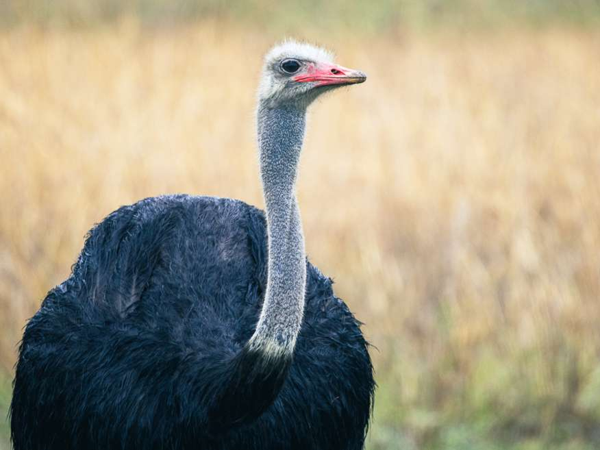 Home to the world’s largest bird and one of the most entertaining sightings on safari. 

Happy World Ostrich Day 🖤

#worldostrichday #ostrich #Nambitireserve #naturephotography #gamedrive #southafrica
