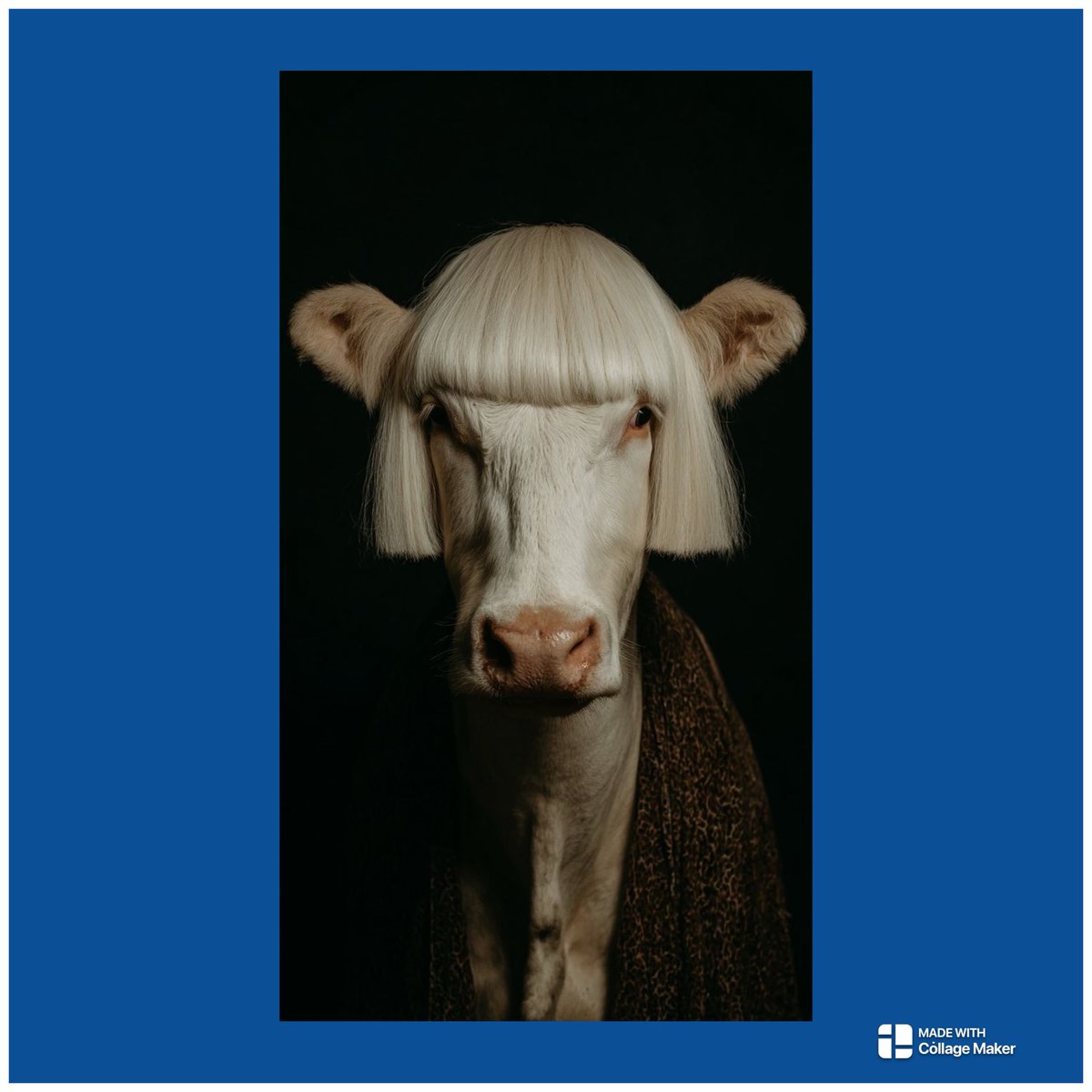 beadankelman's tweet photo. ‘Boe’ ,
zei de koe.
‘Het is toch niet waar?
Want kijk naar mijn haar!’
‘Een bob-lijn past niet bij een koe,
boe boe boe ‘ .
#dag33 https://t.co/pU0zgBdIih