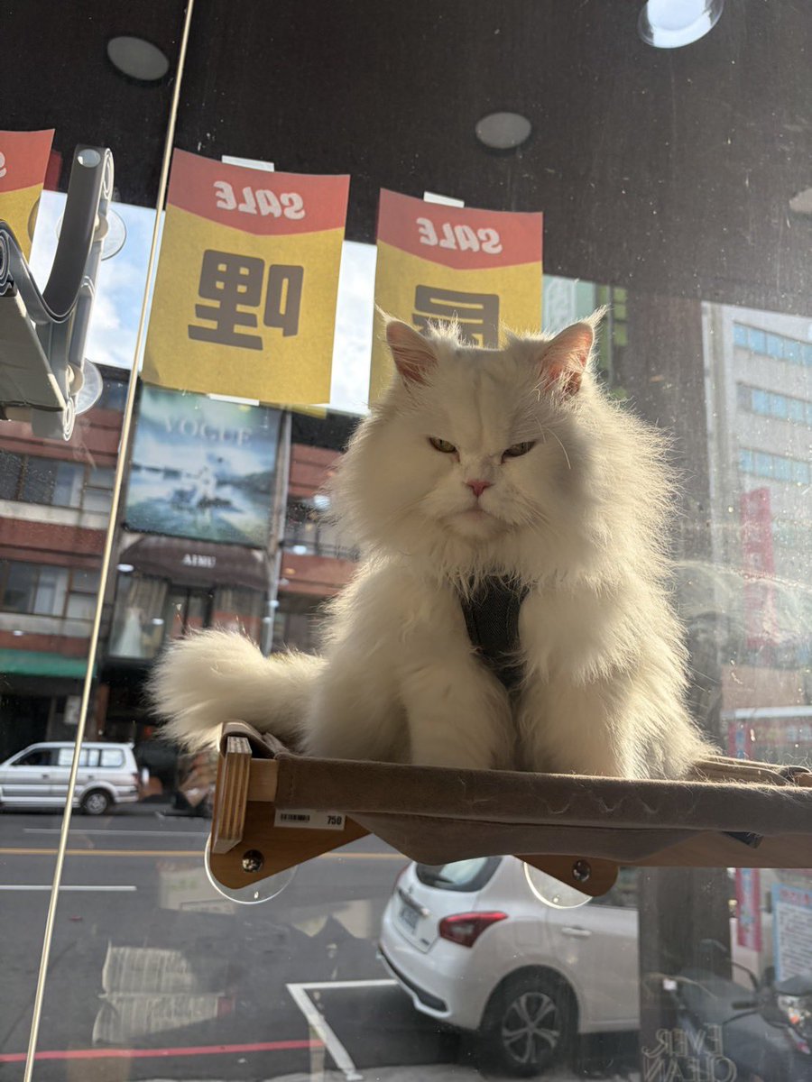 7pupuch's tweet photo. 好看的照片永遠是其他店員拍的 https://t.co/ZeCNccGqhG