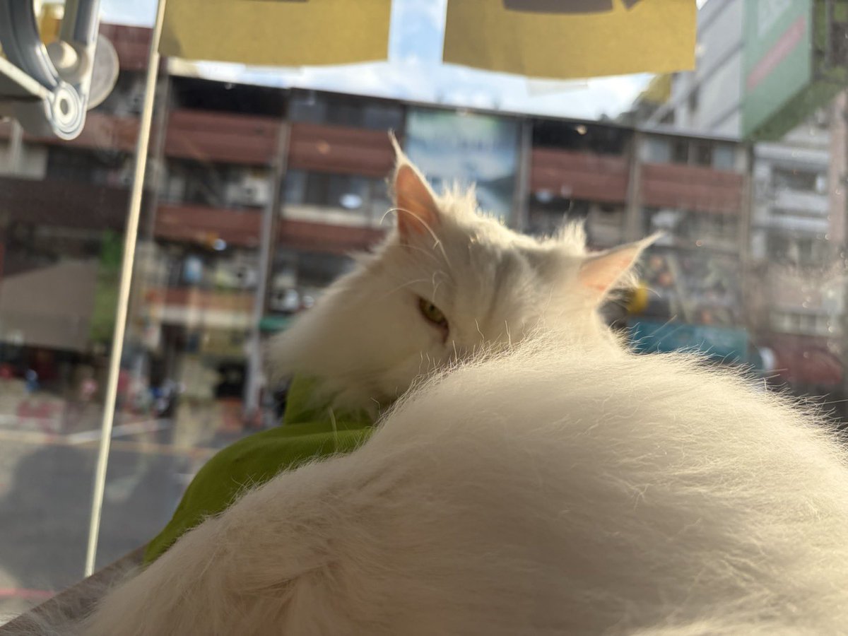 7pupuch's tweet photo. 好看的照片永遠是其他店員拍的 https://t.co/ZeCNccGqhG