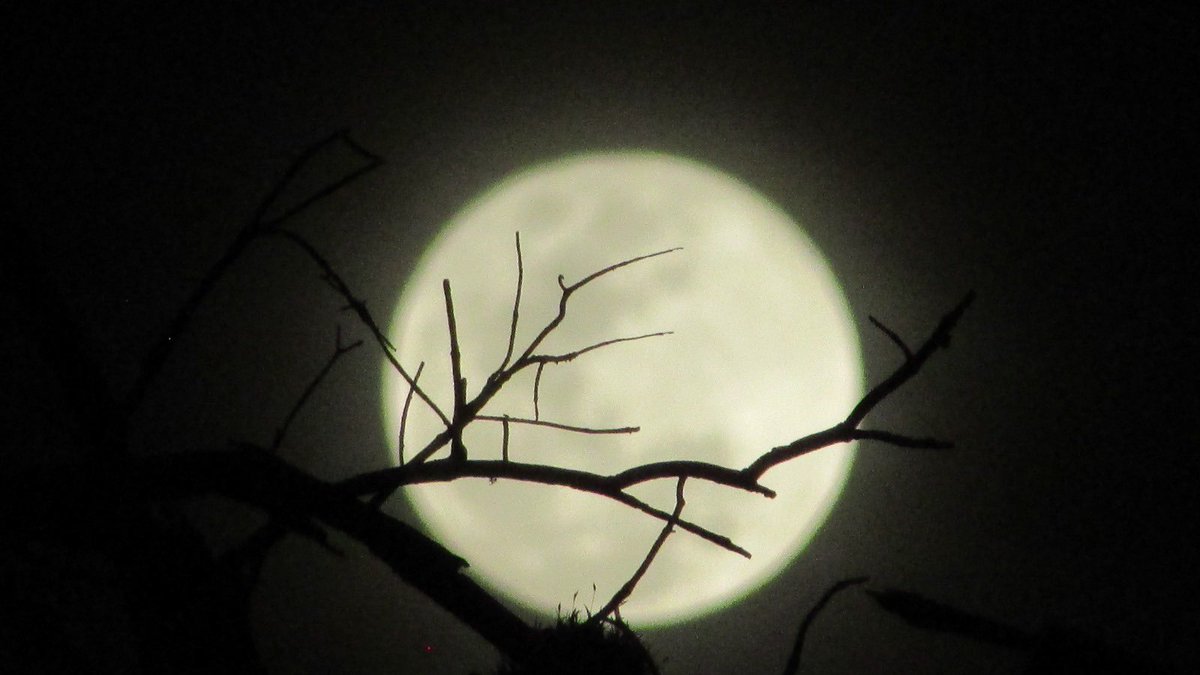 syscoatl's tweet photo. #BienvenidoFebrero 
#Luna https://t.co/t338TyOSYv