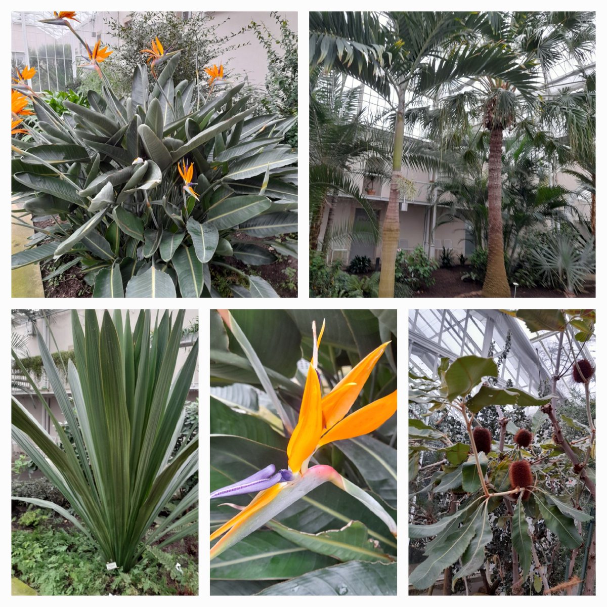 Im PALMENGARTEN
