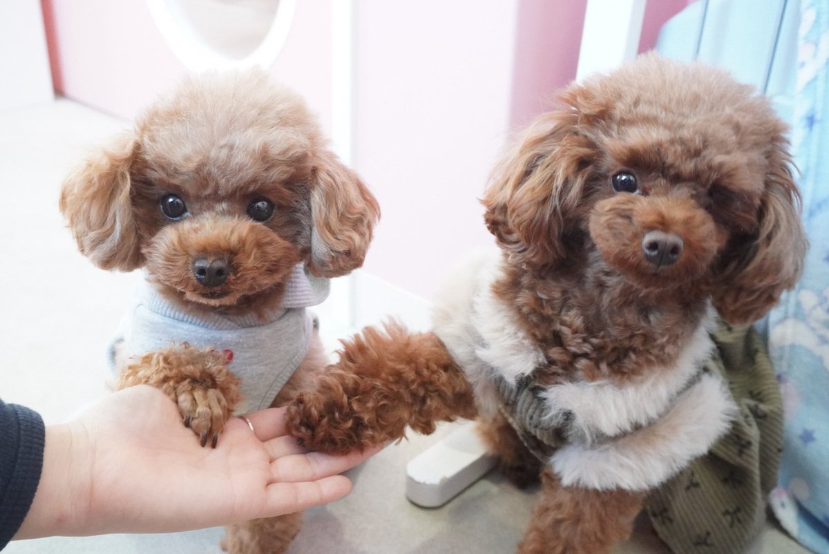 みんなの『お手🐾』集　Part2です🐶

お手🖐️常連さんもいますが初登場の子も…😳‼️

実はにこちゃんスタッフの手なら
お手できるんです🤩

お客様の手にはまだ修行が足りないみたいです☺️

『あたちがお手本見せてあげるわ😎』
byまつり🐶

#浅草 #犬カフェ