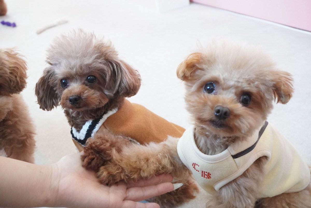 micro_asakusa's tweet photo. みんなの『お手🐾』集　Part2です🐶

お手🖐️常連さんもいますが初登場の子も…😳‼️

実はにこちゃんスタッフの手なら
お手できるんです🤩

お客様の手にはまだ修行が足りないみたいです☺️

『あたちがお手本見せてあげるわ😎』
byまつり🐶

#浅草 #犬カフェ https://t.co/pFOtAnK29r