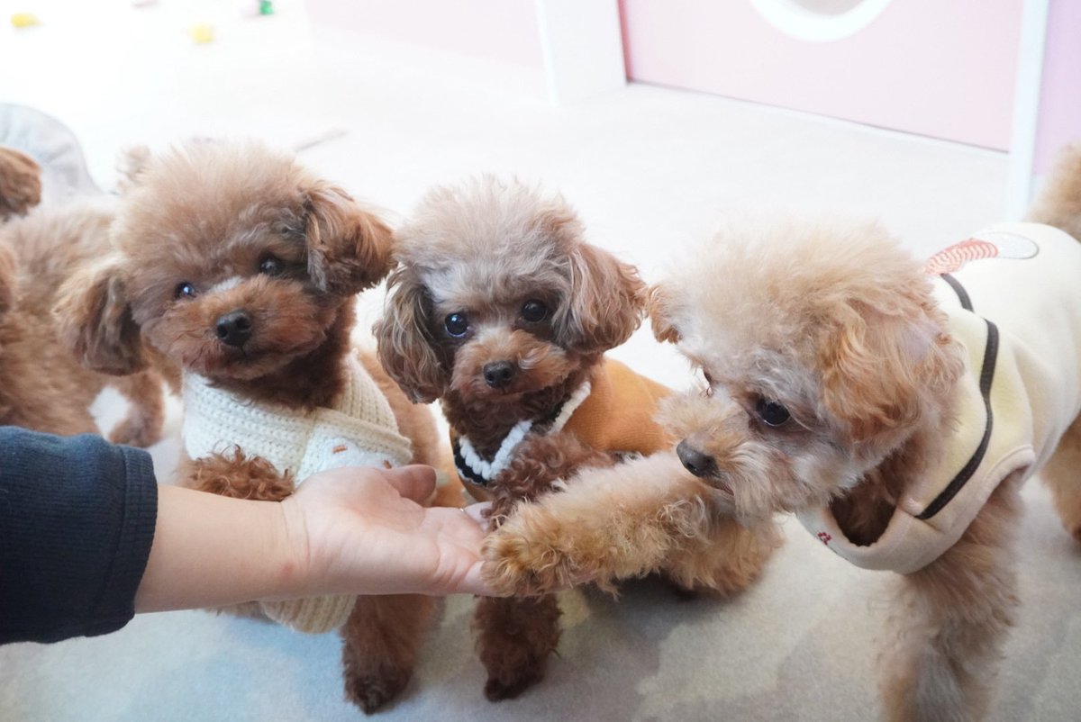 micro_asakusa's tweet photo. みんなの『お手🐾』集　Part2です🐶

お手🖐️常連さんもいますが初登場の子も…😳‼️

実はにこちゃんスタッフの手なら
お手できるんです🤩

お客様の手にはまだ修行が足りないみたいです☺️

『あたちがお手本見せてあげるわ😎』
byまつり🐶

#浅草 #犬カフェ https://t.co/pFOtAnK29r