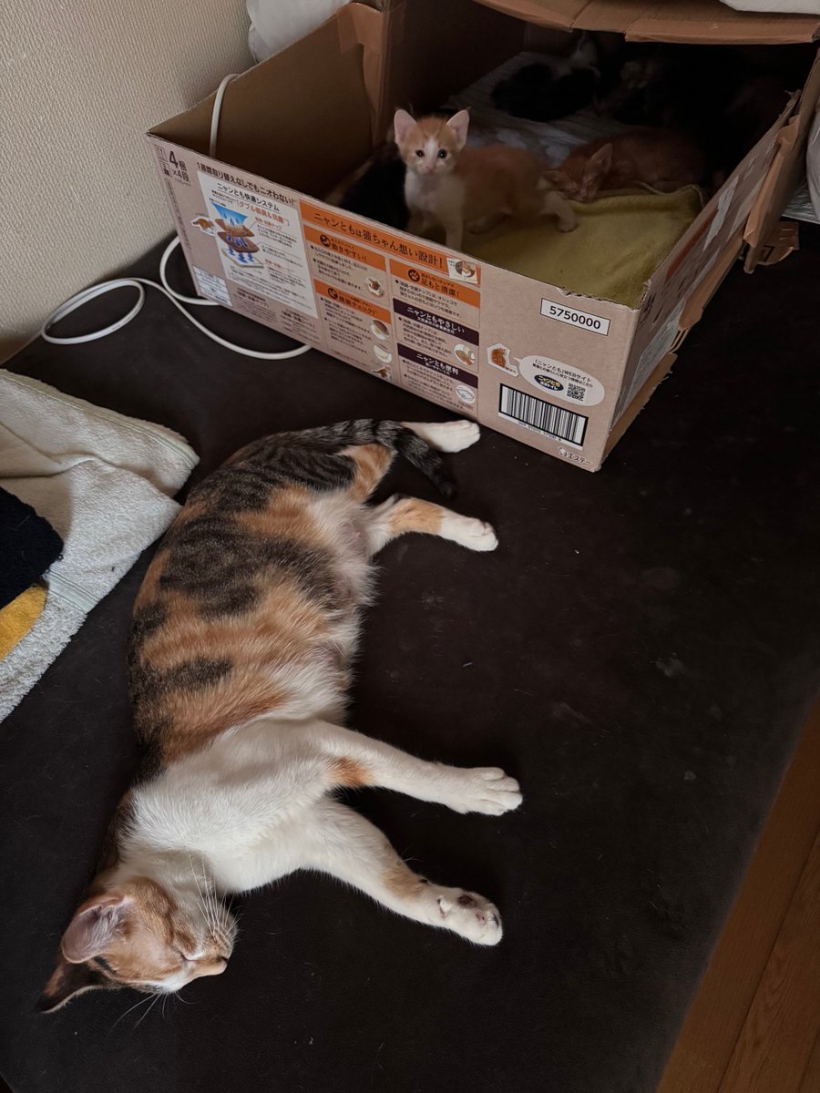 ポメ@ぽめ (@pome777) / Posts / X