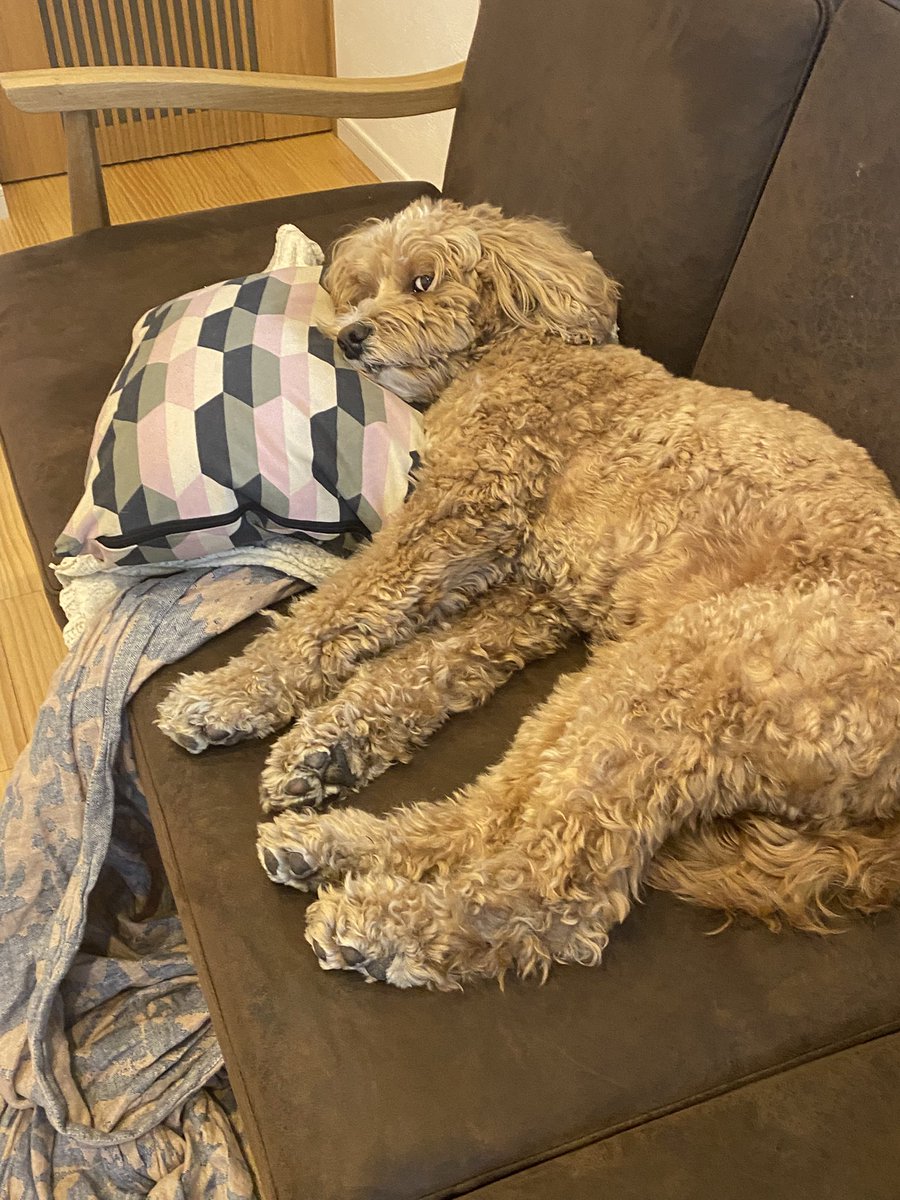 suyasuya108's tweet photo. 赤子に踊りを見せつける飼い主を見る犬の目 https://t.co/2qFQPXwo8N