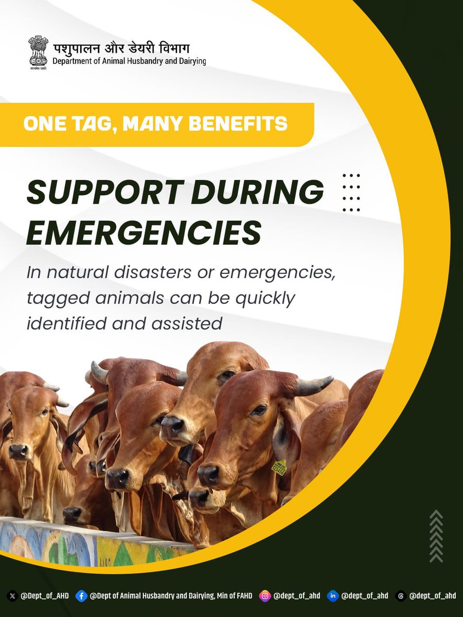 Dept_of_AHD's tweet image. During natural disasters or emergencies, animal tagging enables quick identification, faster response, and timely assistance helping protect livestock and support farmers when it matters most.
#AnimalTagging #LivestockSafety #DisasterPreparedness #FarmerSupport
