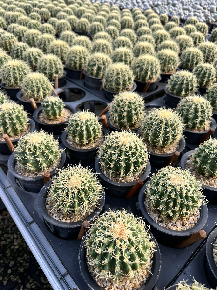 cv_mutant_'s tweet photo. 🌵🌵🌵🔥

#cactus https://t.co/TvsjcSb4mj