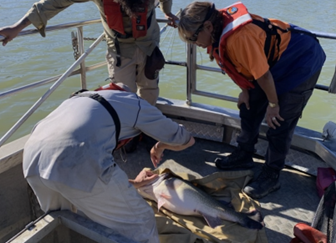 SA_PIRSA's tweet image. 🌿 World Wetlands Day – Connecting on Country

SARDI’s @FlowMERprogram project monitors Murray Cod populations with Ngarrindjeri and Indigenous Rangers, exploring how river flows affect the ecosystem.

🔗ow.ly/mwL250Y7of2

#WorldWetlandsDay #MurrayDarling #IndigenousEcology
