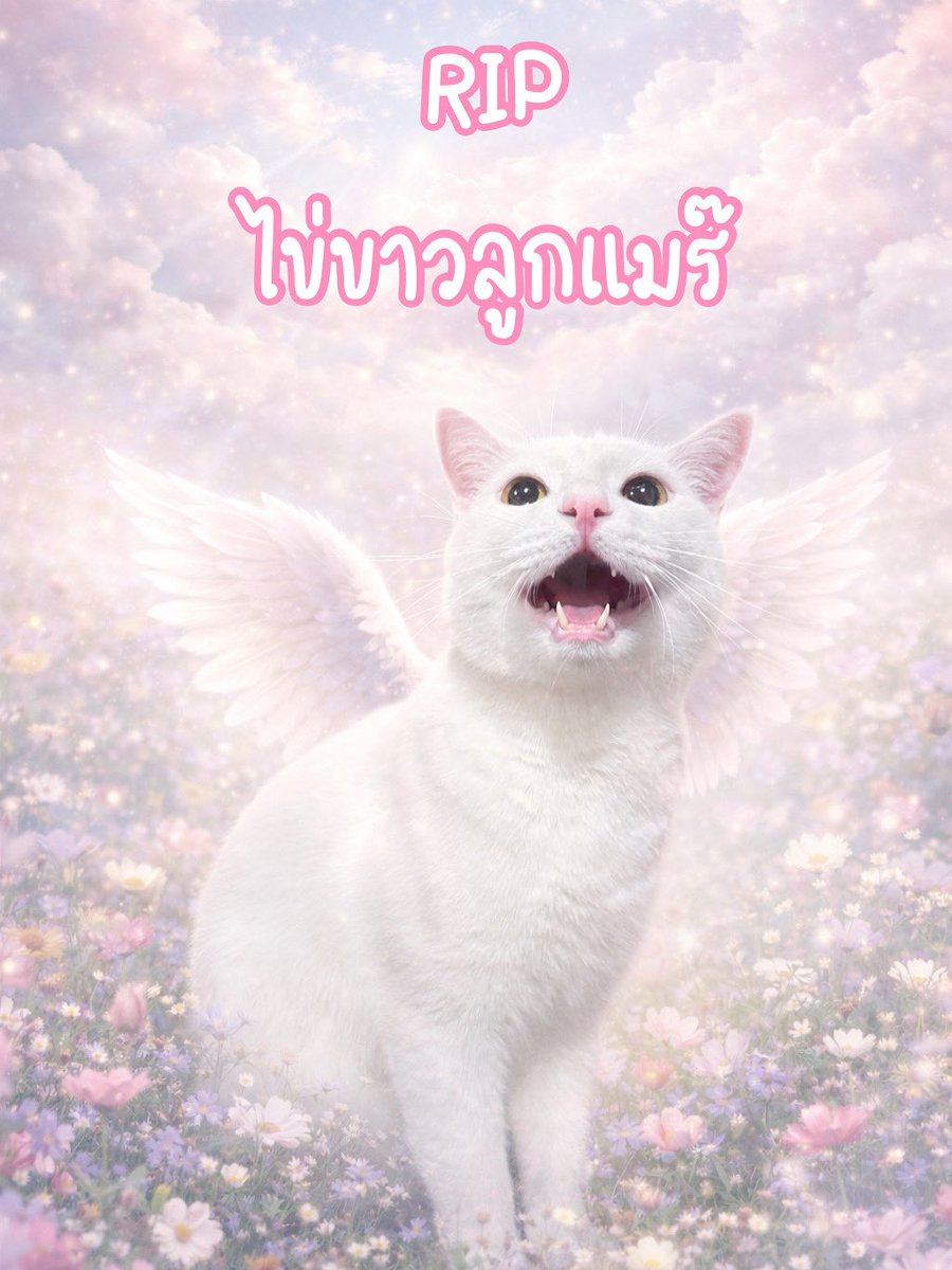 ไข่ขาวจากเราไปอย่างสงบแล้วนะคะ 02/02/69 ไข่ขาวทิ้งแมร๊ไปอยู่ดาวแมวแล้ว น่าจะกลับไปเอาของเล่น เดี๋ยวไข่ขาวก็กลับมา🙂 ปล.ยะงไม่พร้อมคุยหรือตอบคำถามใดๆนะคะ ถ้าจิตใจพลอยดีขึ้นพลอยจะรีบกลับมา #ครอบครัวไข่หวาน #ไข่ขาวลูกแมร๊