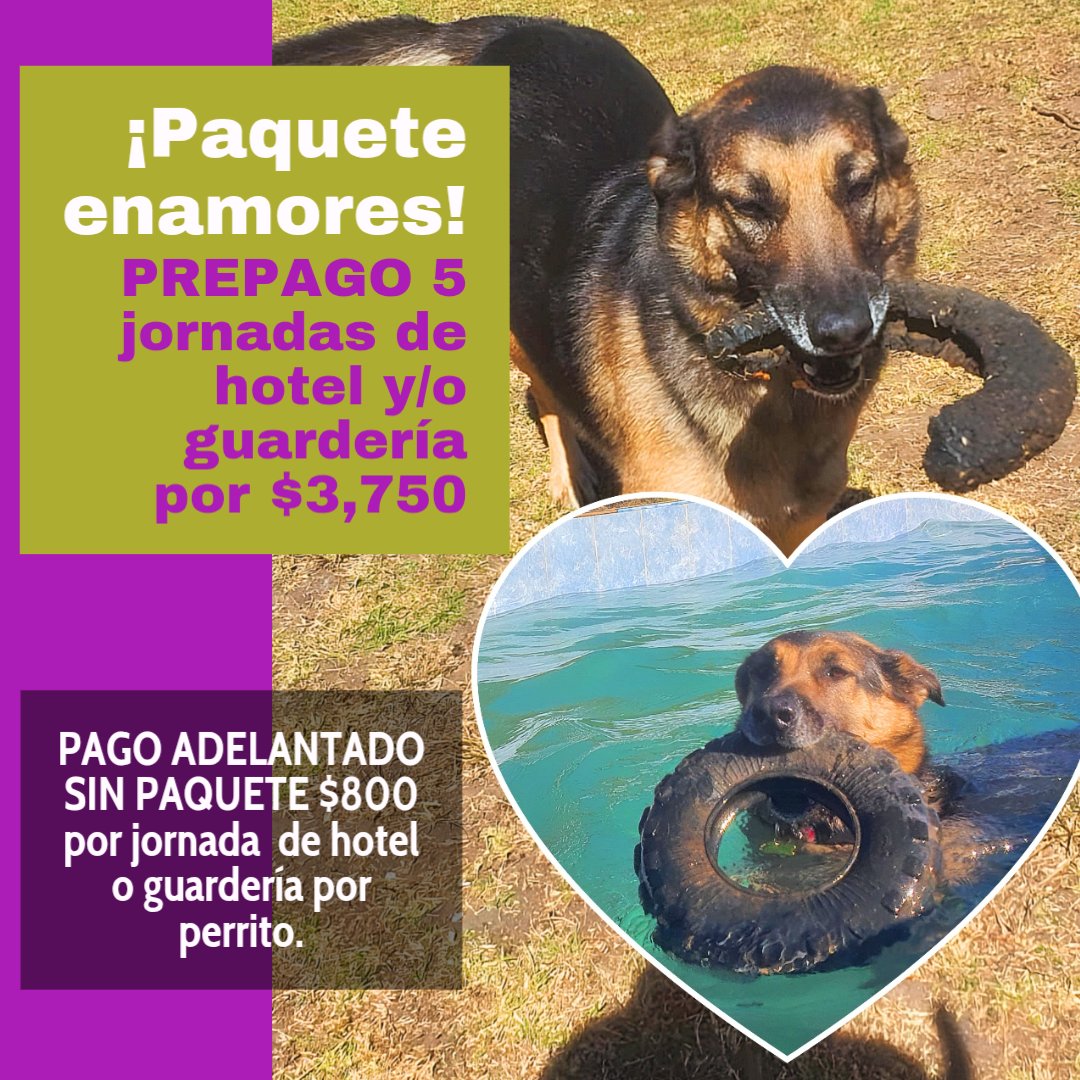 fpcpac's tweet photo. ¡Celebra con nuestro Paquetenamores 🐾❤️🐾 en Le Chien Sportif! Prepago 5 jornadas de hotel y/o guardería por $3,750. ¡Lo mejor para tu peludo amigo! Y tu pago nos ayuda a seguir ayudando. #Paquete14febrero #LeChienSportif #Mascotas #amorperruno 🐶🌸🌞 https://t.co/PW0kcwhqLw