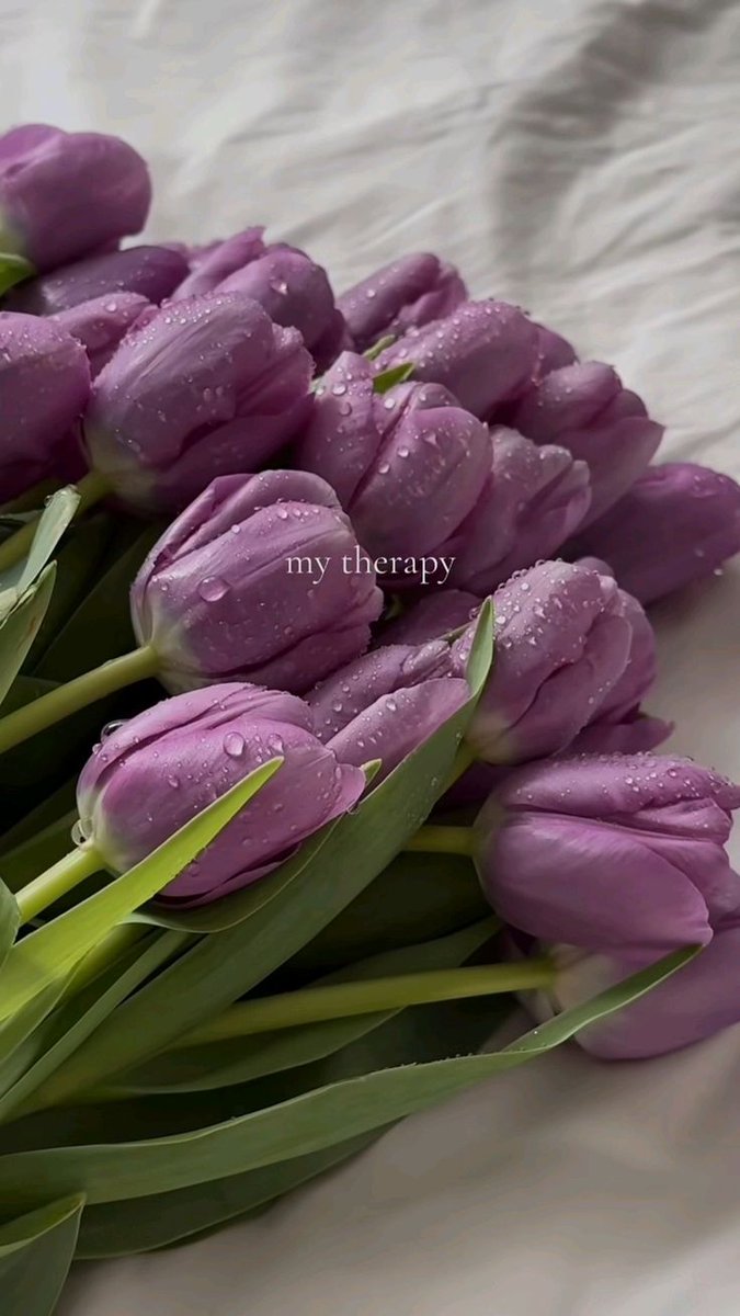 Tulips Library (@tulipslibrary) on Twitter photo 