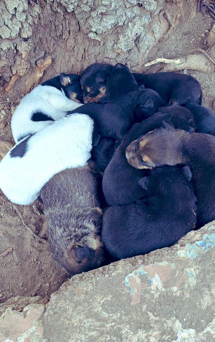 Amigos!!!

Urge ayuda para esta mamá y sus bebés, están en Chalco viviendo en la calle y 2 bebitos ya fallecieron por los fríos 😭

Urge quien pueda resguardar, tomar el caso, dar hogar temporal o definitivo por favor 🙏 

Quien pueda hacerlo mándenme mensaje para darles los